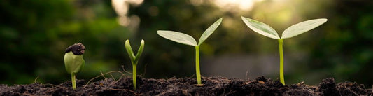 A plant growing for sustainability