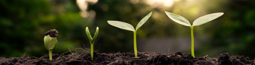 A plant growing for sustainability
